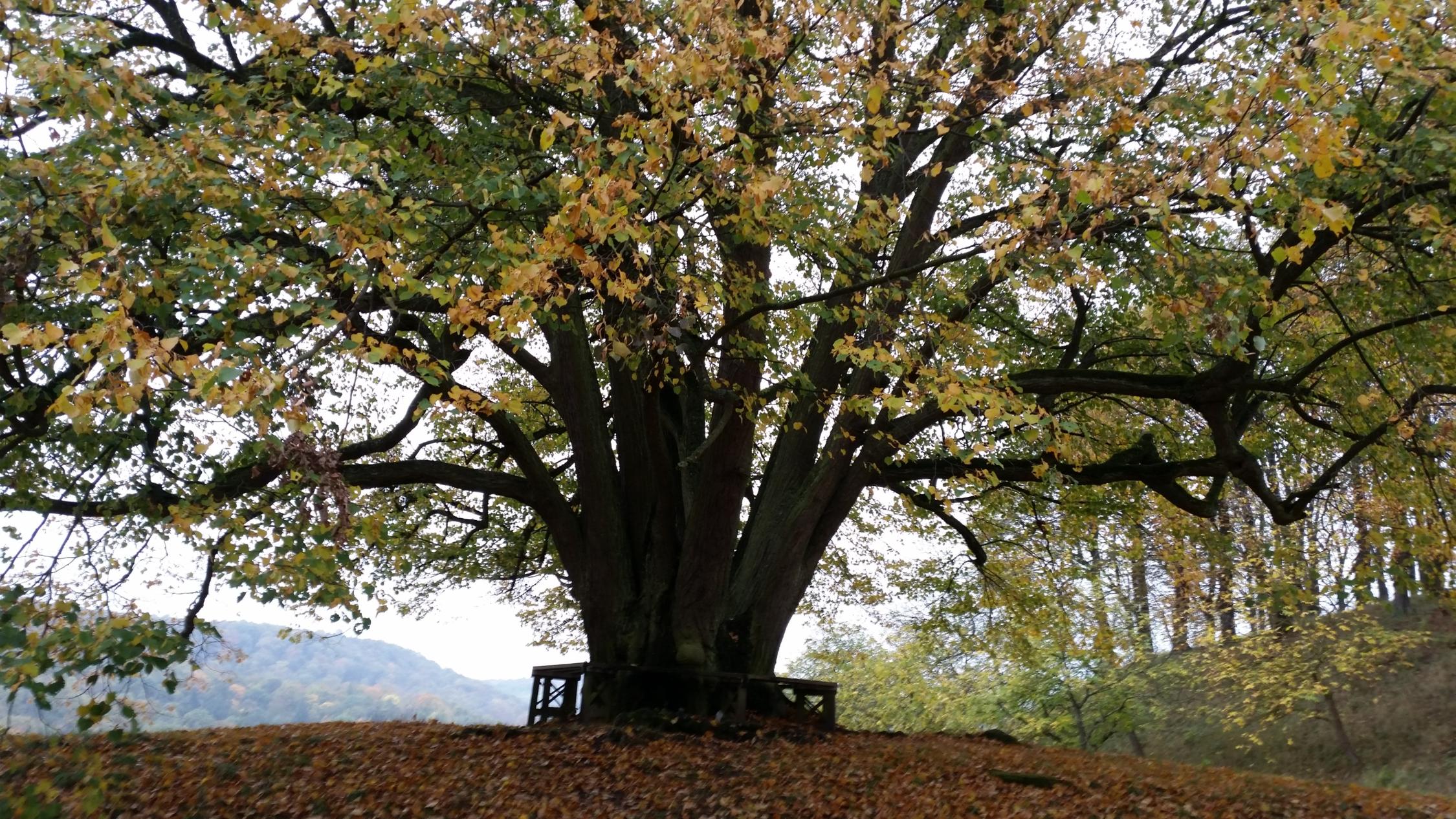 Baum