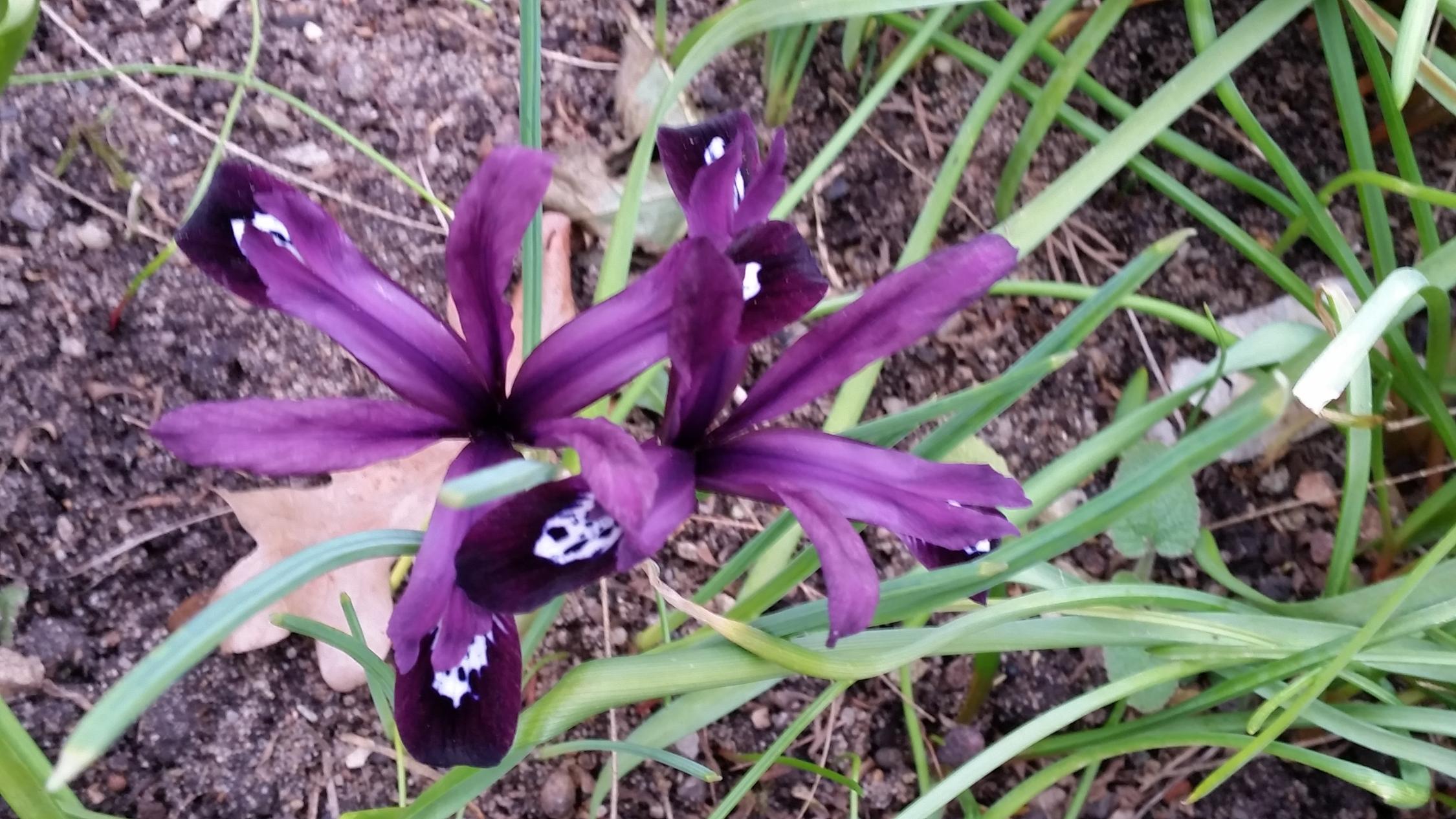 Frühling
