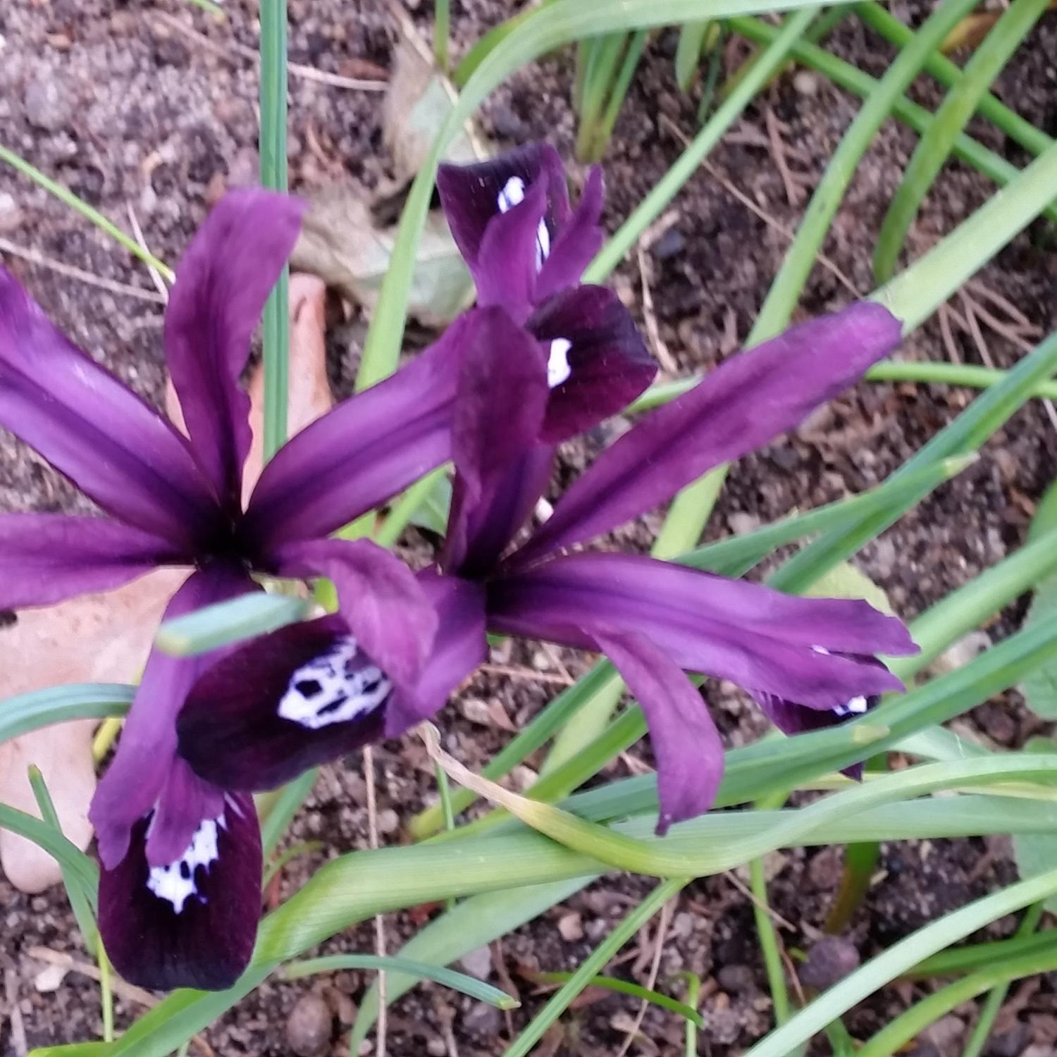 Frühling