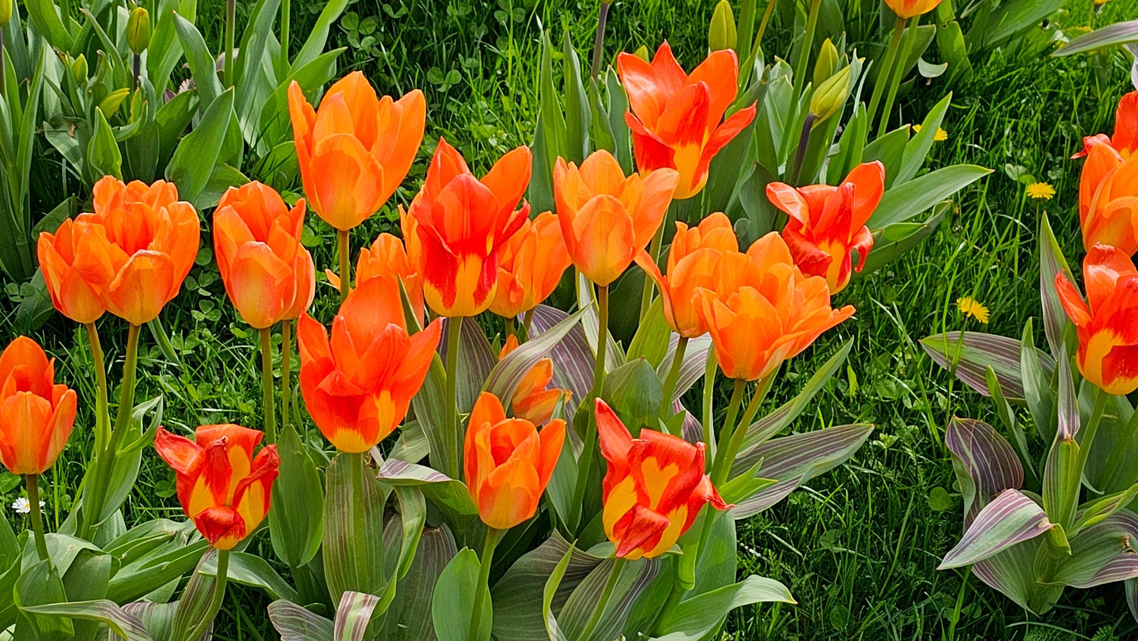 Frühling