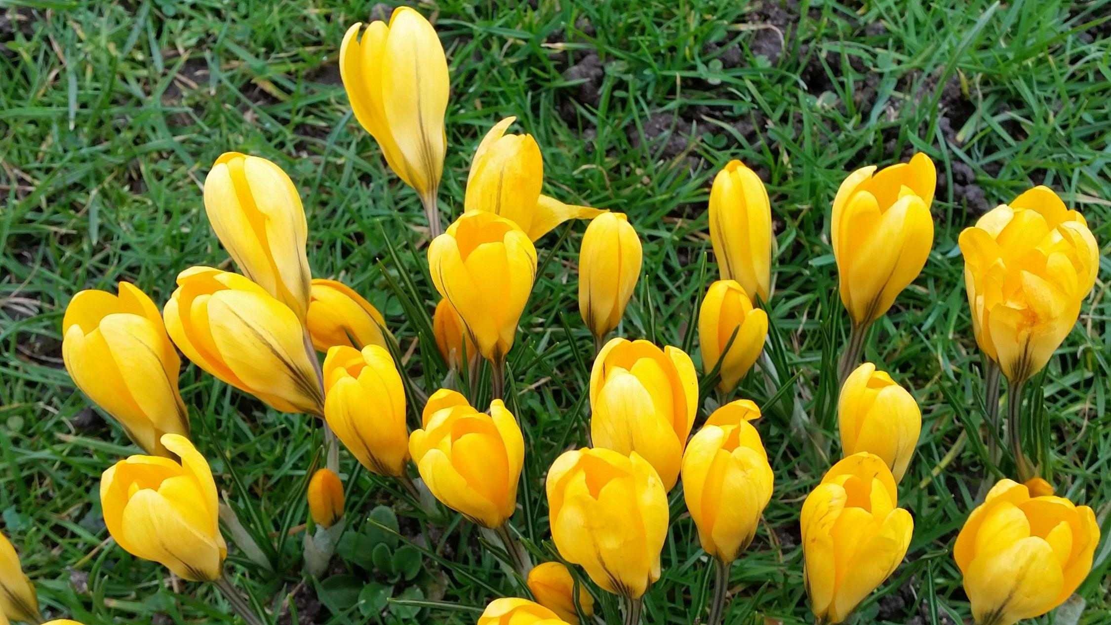 Frühlingserwachen