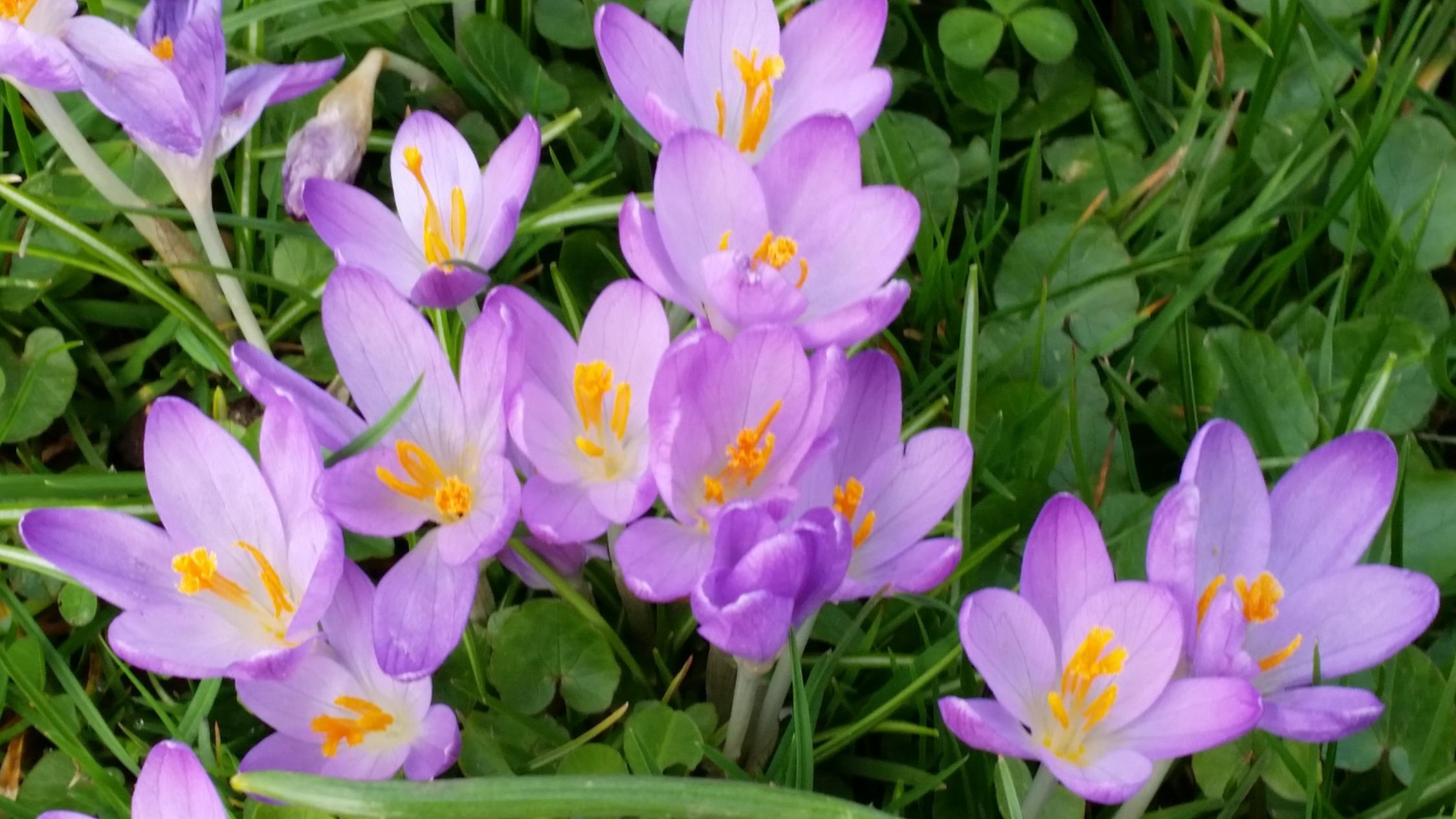 Frühlingserwachen