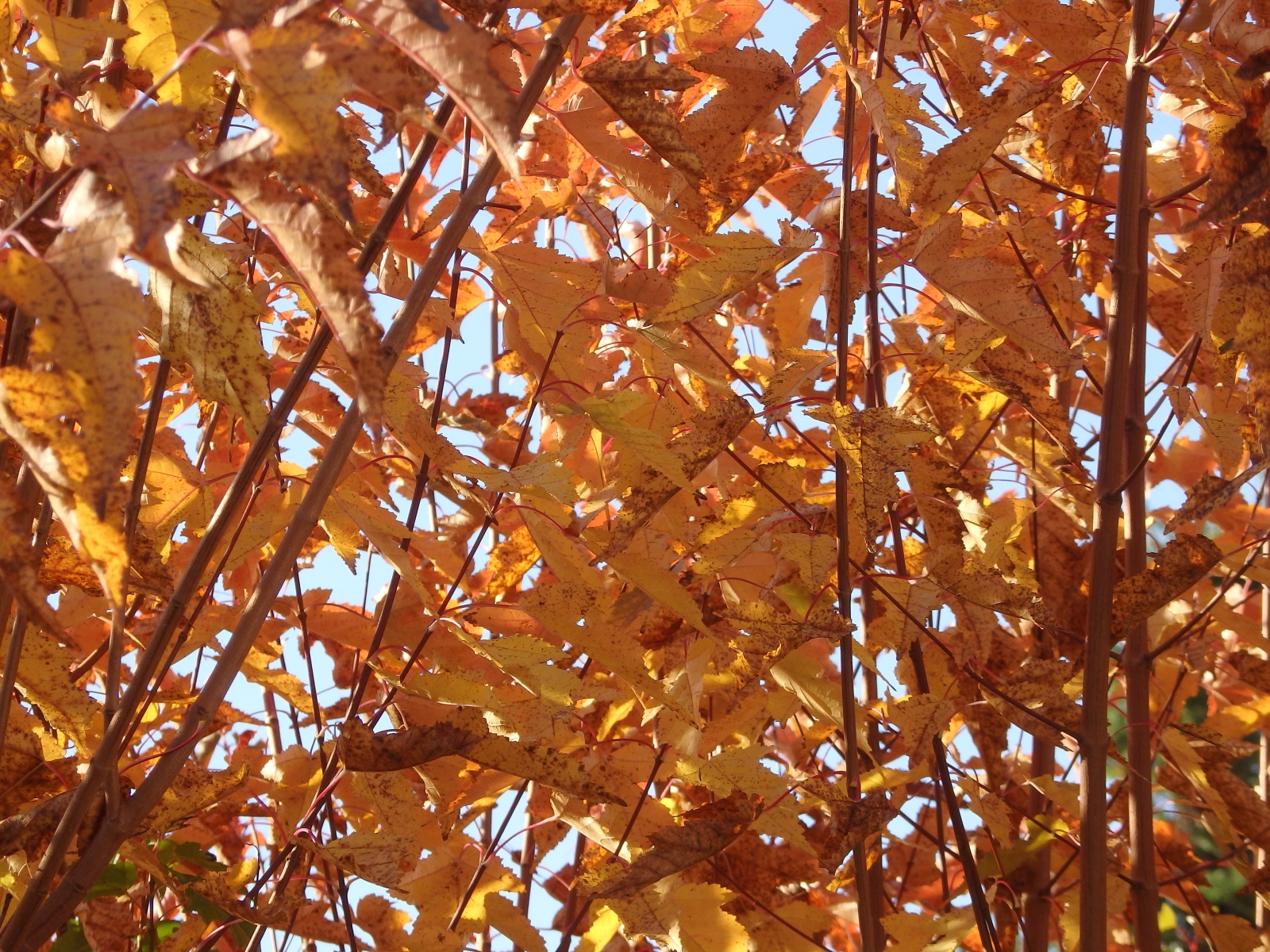 Herbst