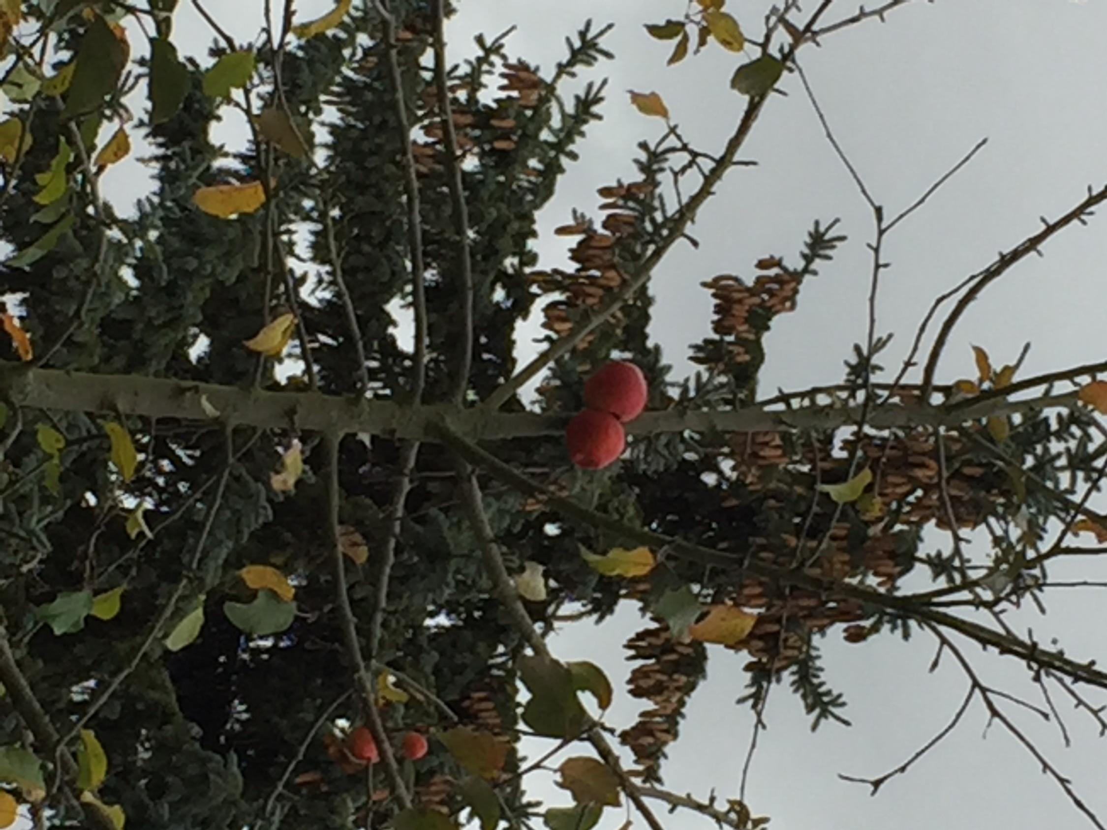 Herbstbaum