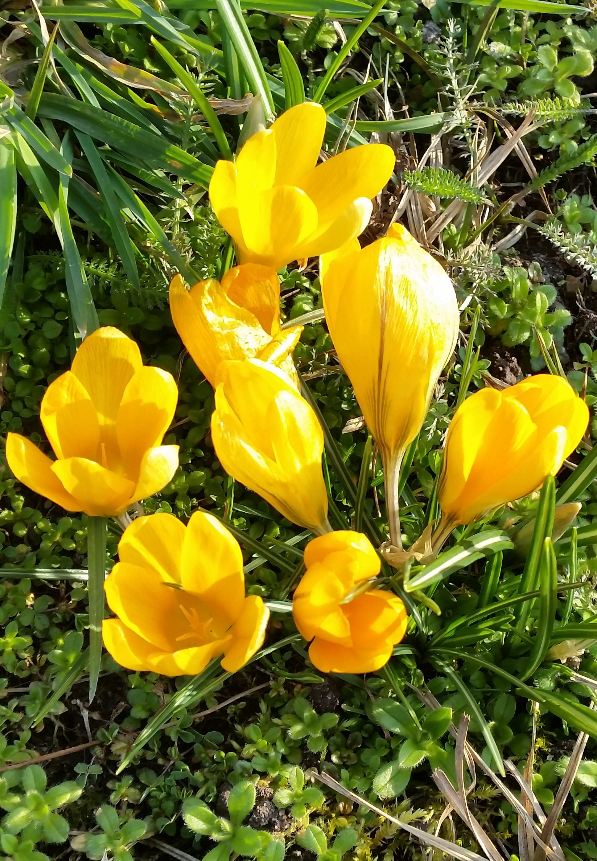 Krokus