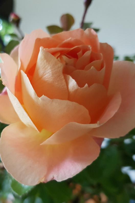 Rose (c) KN (Ersteller: KN) Rose