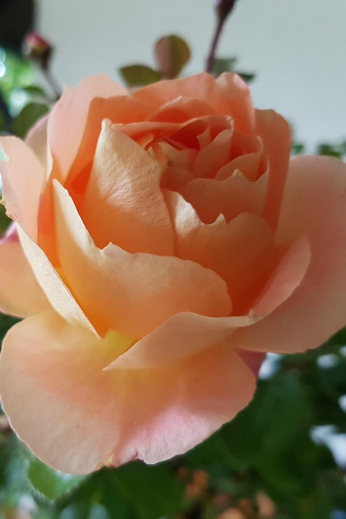 Rose (c) KN (Ersteller: KN) Rose