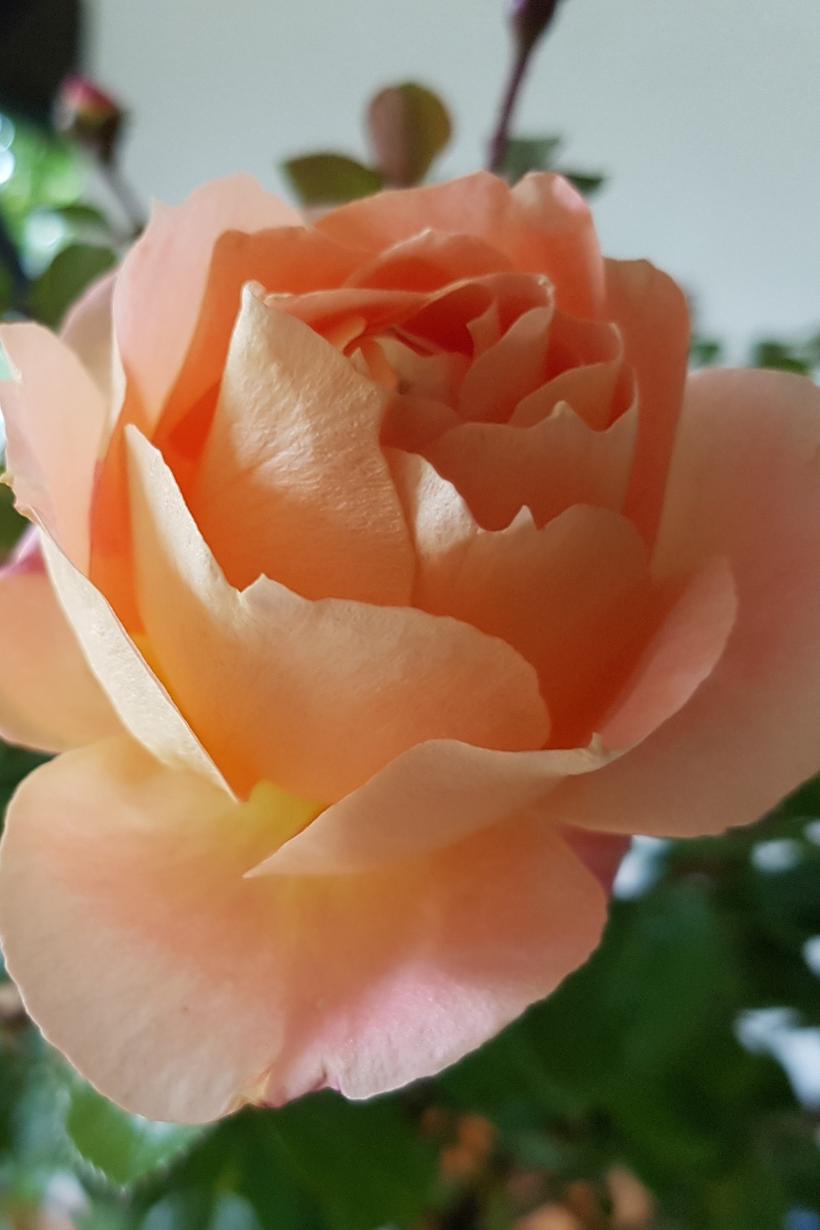 Rose (c) KN (Ersteller: KN) Rose