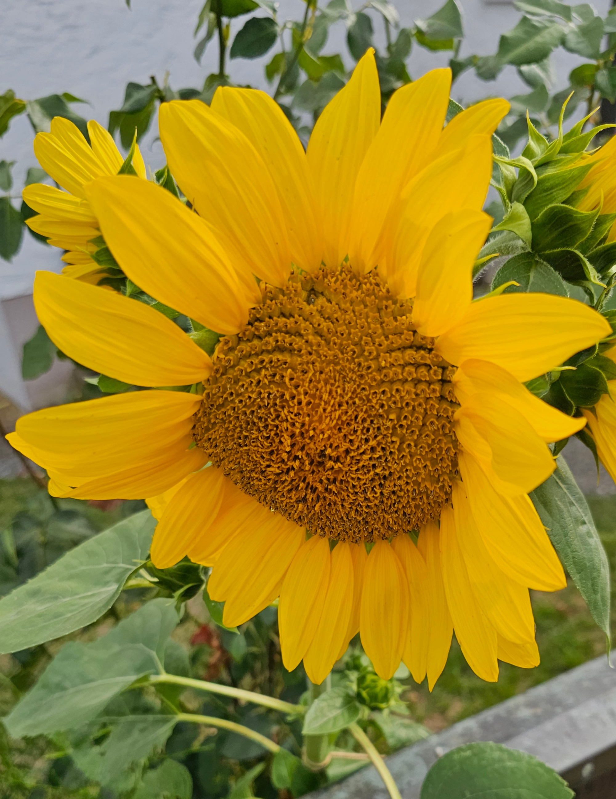 Sonnenblume 12