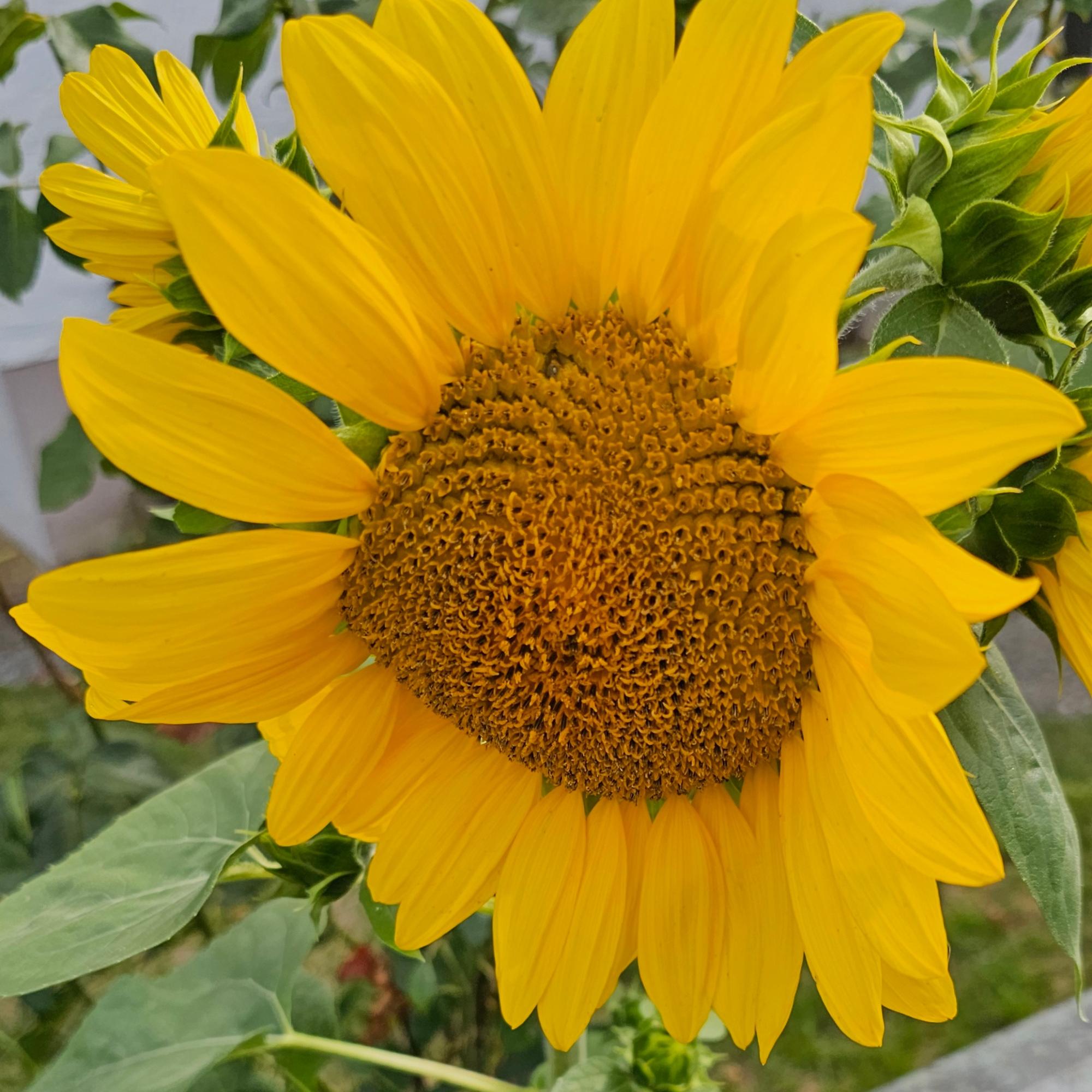 Sonnenblume 12
