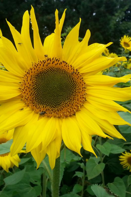 Sonnenblume (c) Kath. Pfarreiengemeinschaft Herzogenaurach Sonnenblume