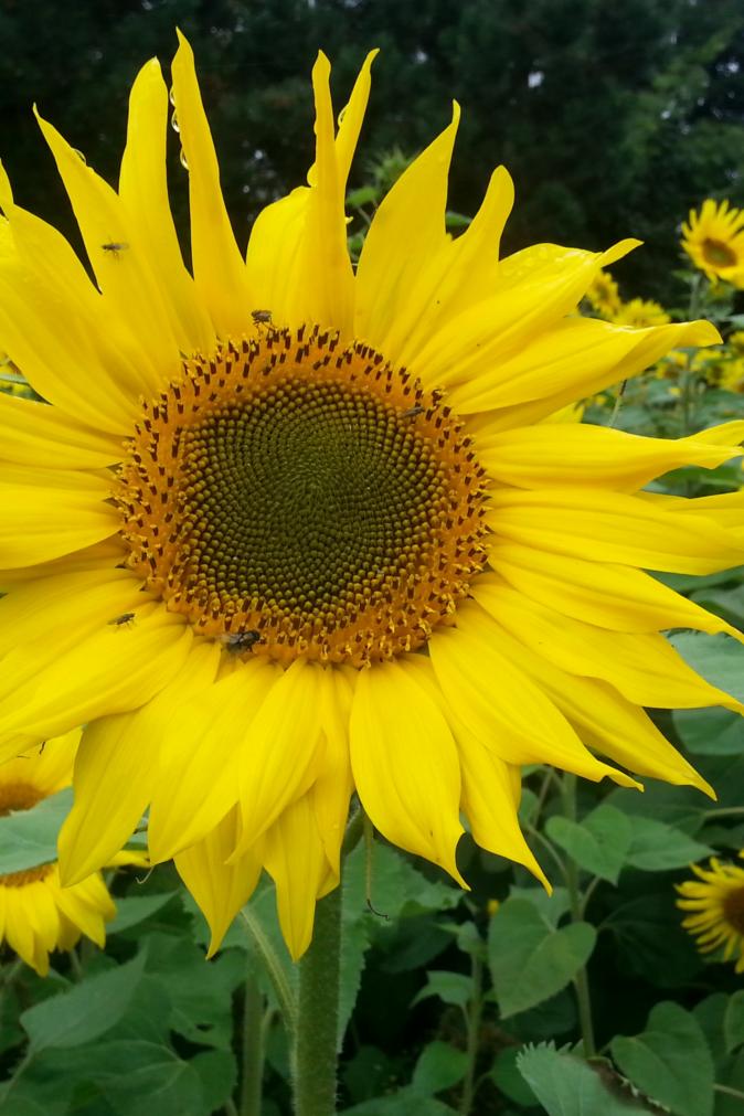 Sonnenblume (c) Kath. Pfarreiengemeinschaft Herzogenaurach Sonnenblume