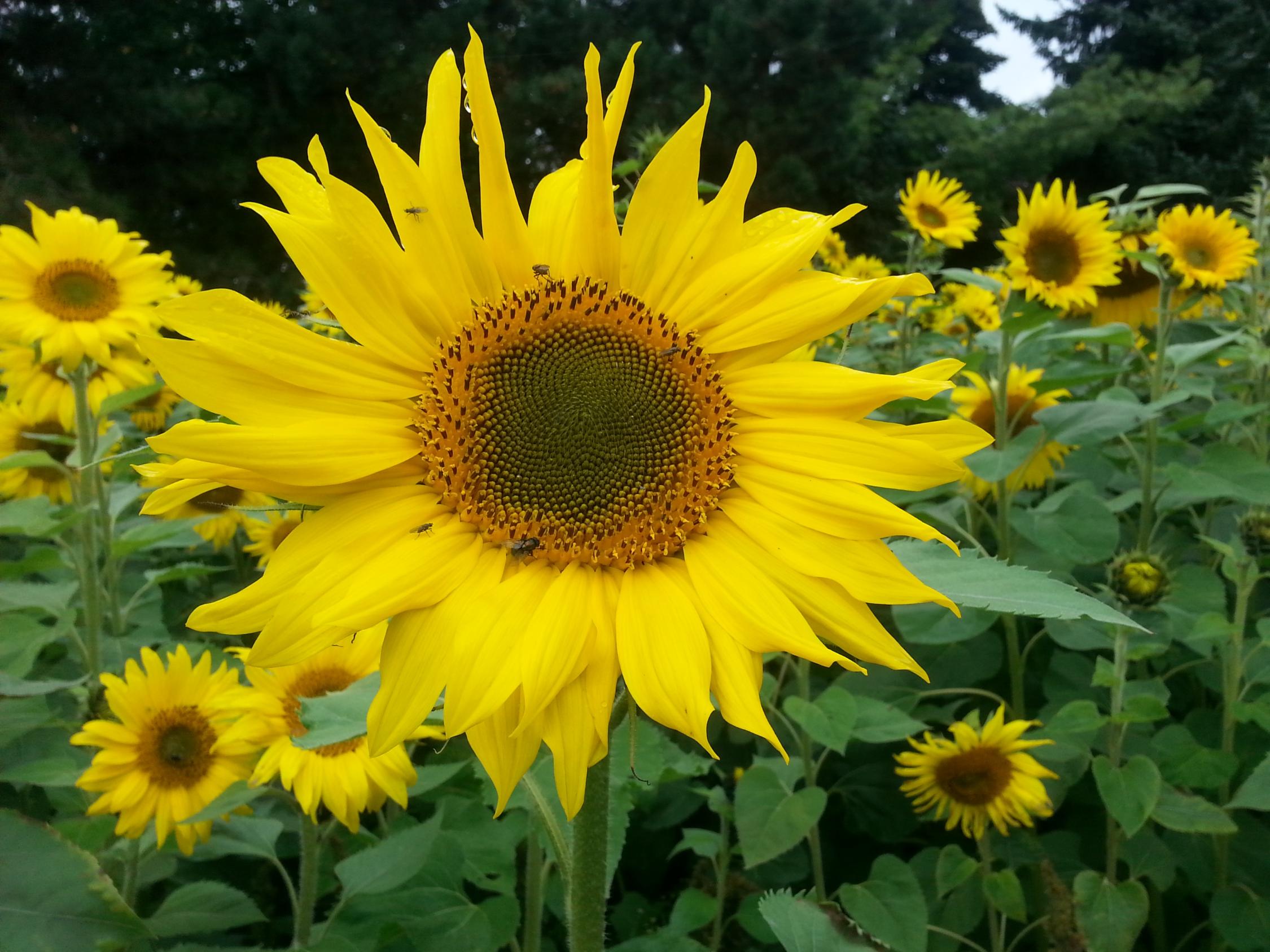Sonnenblume