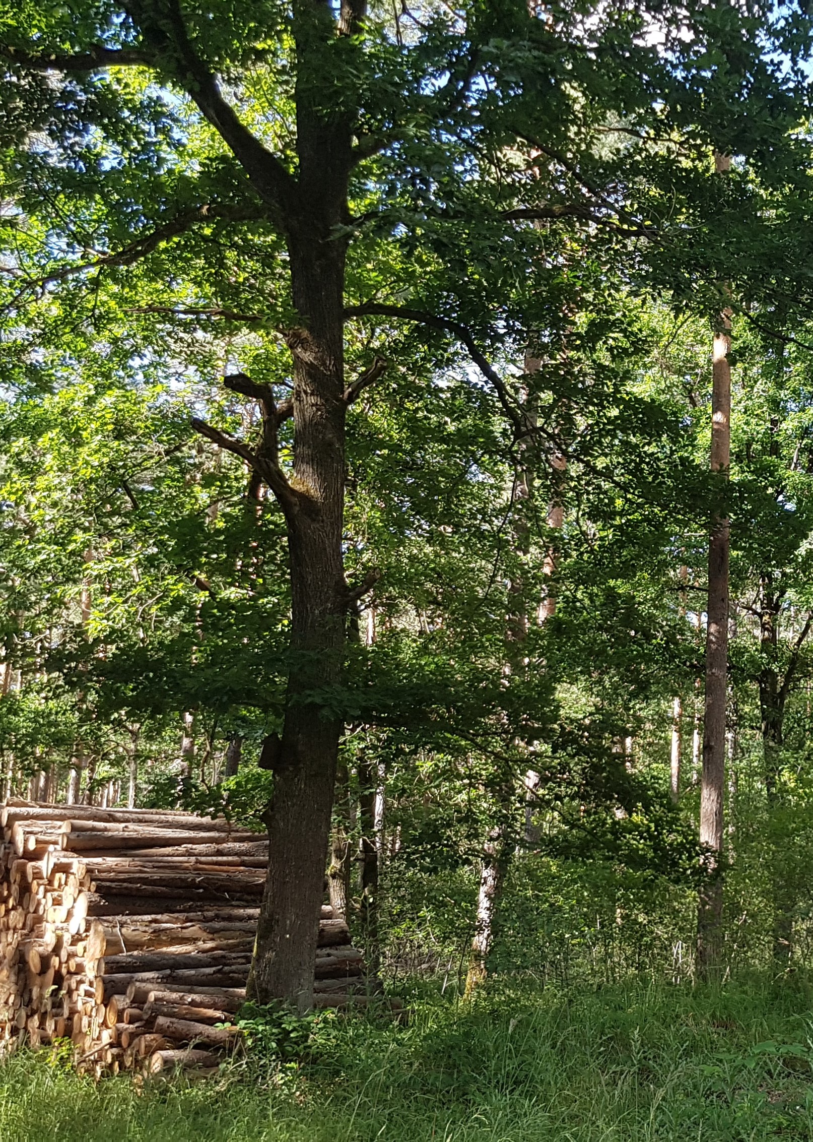 Wald