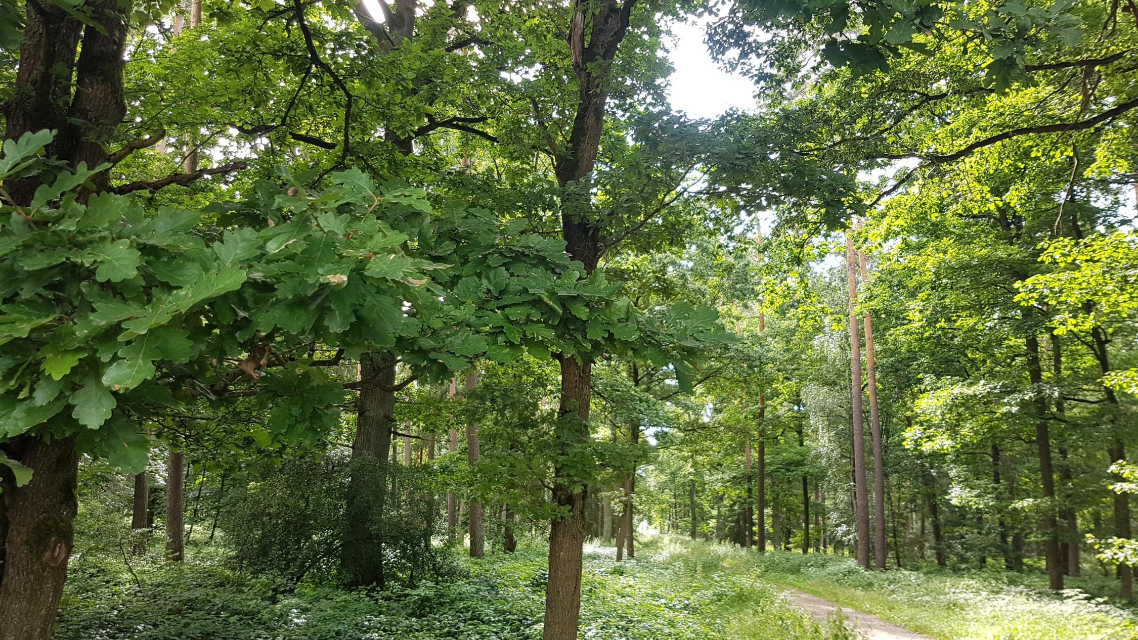 Wald