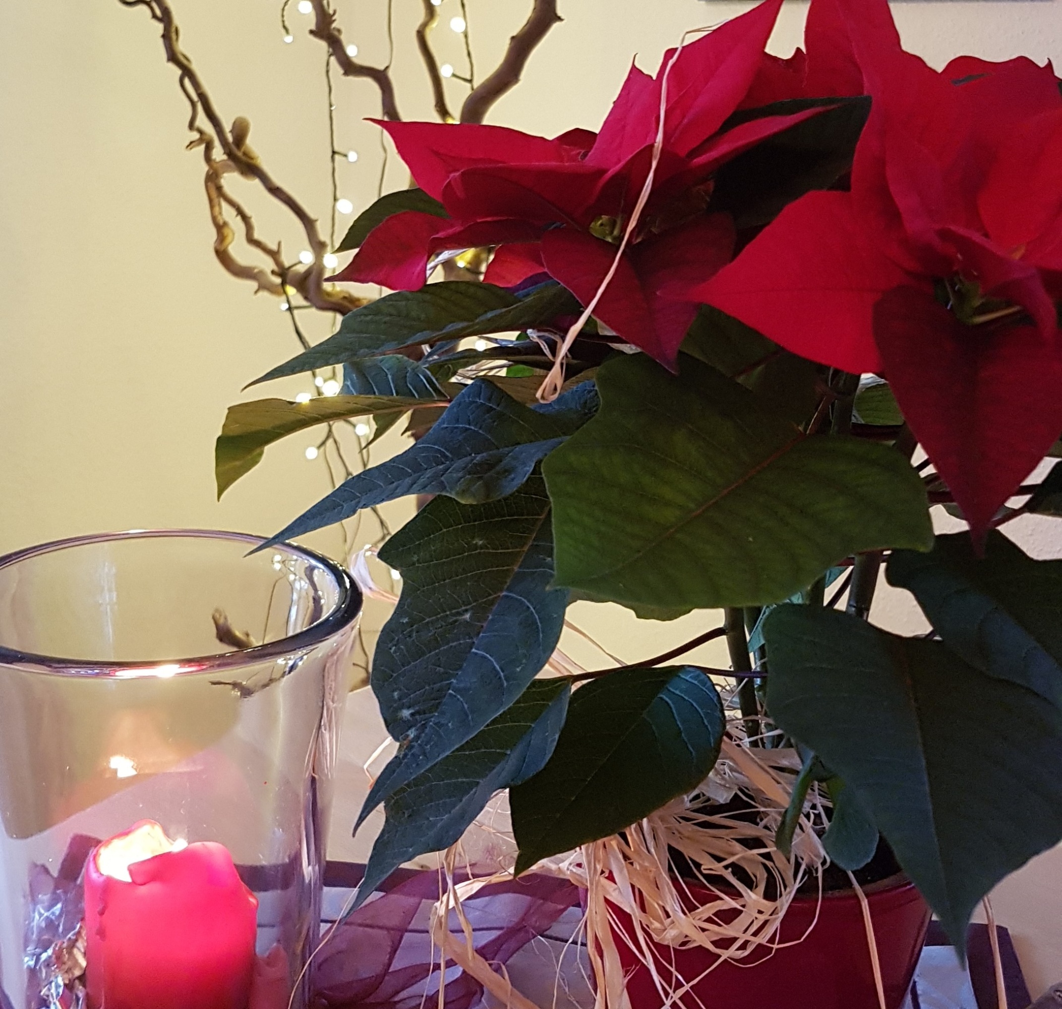 Weihnachtsstern